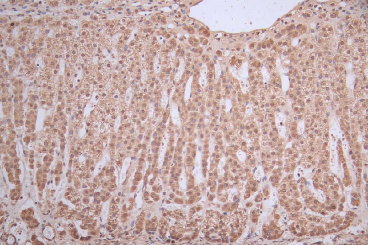 ICE1 Antibody