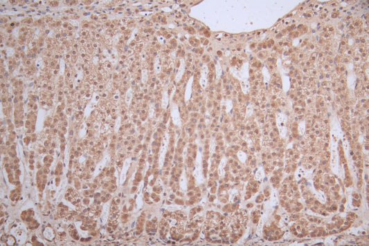 ICE1 Antibody