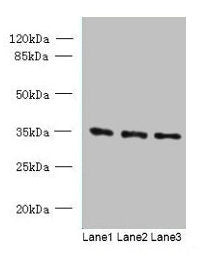 C15orf41 Antibody