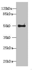 WDR37 Antibody