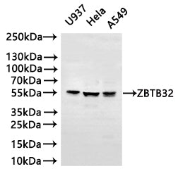 ZBTB32 Antibody