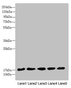 FAM96B Antibody