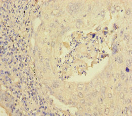 PEX16 Antibody