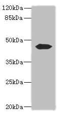 ACTL7B Antibody