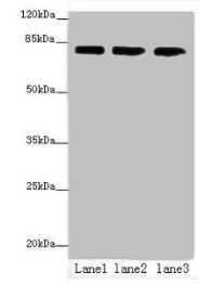 AP4B1 Antibody