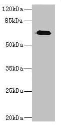 CAPN6 Antibody