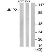 JAKMIP2 Antibody