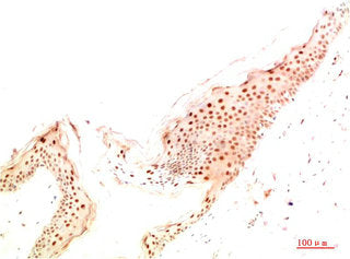 ATG14 Antibody