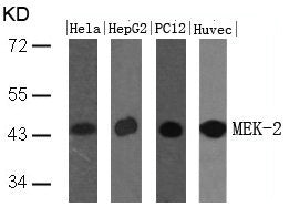MAP2K2 (Ab-394) Antibody