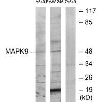 MAPK9 Antibody