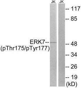 Phospho-MAPK15 (Thr175/Tyr177) Antibody
