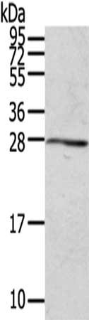 RAB20 Antibody