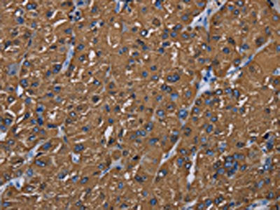 BMP3 Antibody
