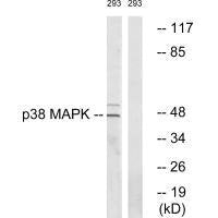 MAPK14 (Ab-322) Antibody