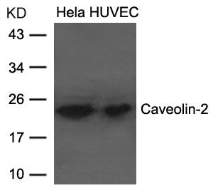 CAV2 Antibody
