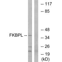 FKBPL Antibody