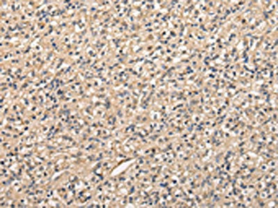 PPP5C Antibody