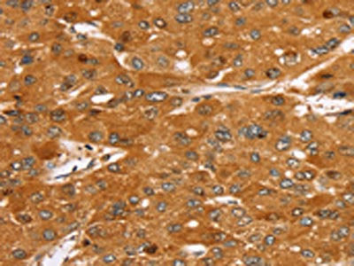 MED22 Antibody