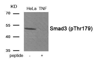 Phospho-SMAD3 (Thr179) Antibody