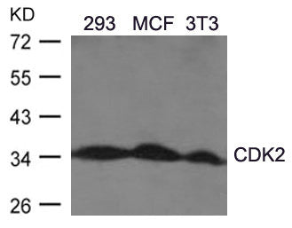 CDK2 (Ab-160) Antibody