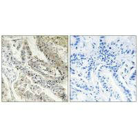 RBP5 Antibody
