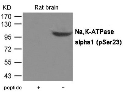 Phospho-ATP1A1 (Ser23) Antibody