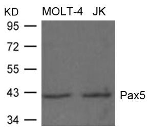PAX5 Antibody