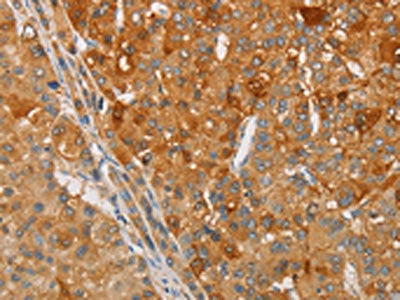 ARSG Antibody