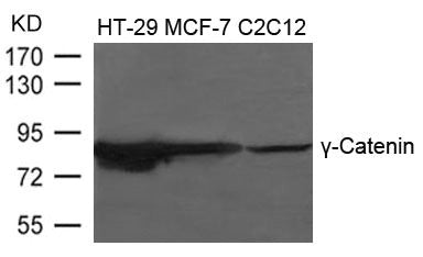 JUP Antibody