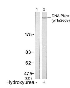 Phospho-PRKDC (Thr2609) Antibody