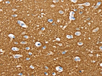 STXBP1 Antibody
