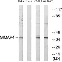 GIMAP4 Antibody