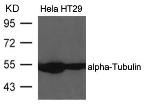TUBA1B Antibody