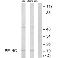 PPP1R14C Antibody