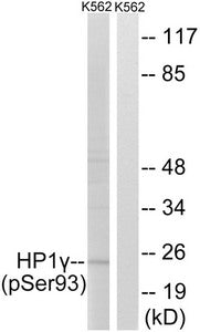 Phospho-CBX3 (Ser93) Antibody