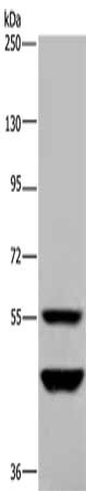 MTF2 Antibody