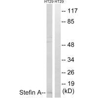 CSTA Antibody