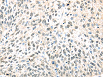 TCEB1 Antibody