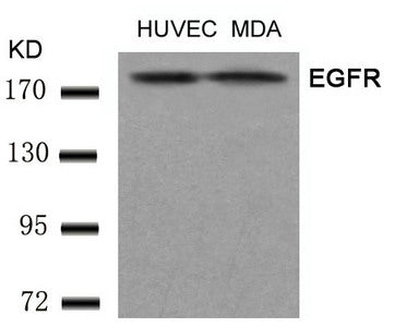 EGFR (Ab-1197) Antibody