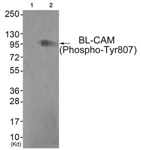 Phospho-CD22 (Tyr807) Antibody