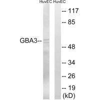 GBA3 Antibody