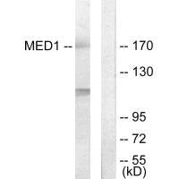 MED1 Antibody