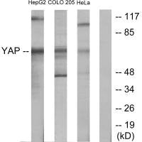 YAP1 Antibody