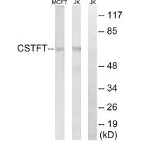 CSTF2T Antibody
