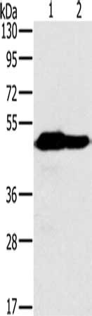 NDUFV1 Antibody