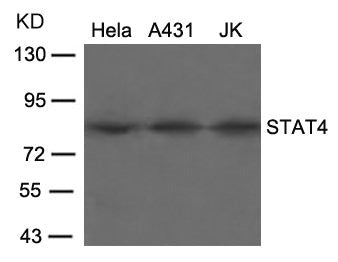 STAT4 (Ab-693) Antibody