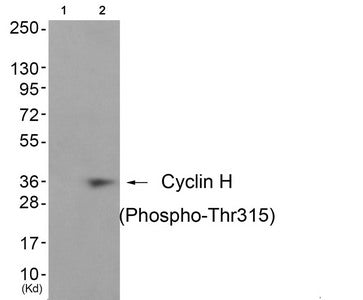 Phospho-CCNH (Thr315) Antibody