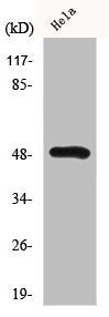HNRNPH1/HNRNPH2 Antibody