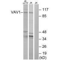 VAV1 (Ab-174) Antibody