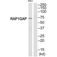 RAP1GAP Antibody